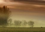 fog
