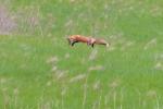 Pouncing