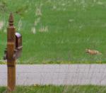 Fox Visiting