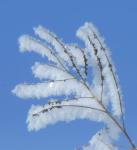 Frost