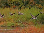 geese