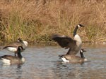 geese 2