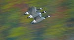 geese fly