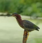 Infamous Green Heron