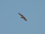 goldeagle