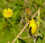 American Goldfinch
