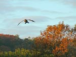goose