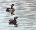 grebes