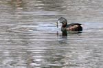 grebe with fish