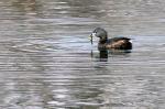Pied-Billed Grebe