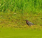 green heron
