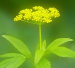 Yellow and Green