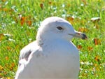 gull
