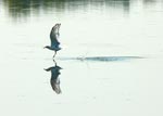 gull 2