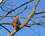 hawk