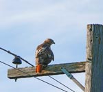 hawk1