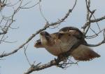 Red-tailed Hawk