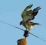 hawk