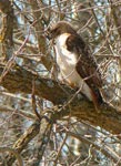 hawk 4