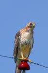 hawk 5