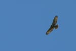 hawk 6
