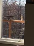Hawk on our deck
