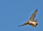 hawk flying