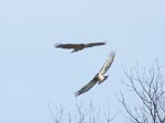 hawks