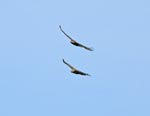 hawksfly