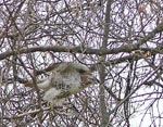 hawkto