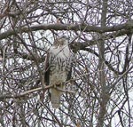 hawktree