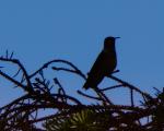 Hummingbird in silhouette