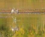 heron