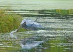 heron1 2