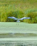 heron2