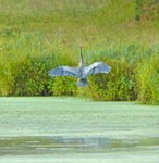 heron3