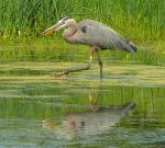 Heron