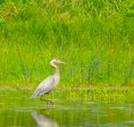 heron 3