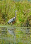 heron 4