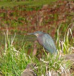 heron