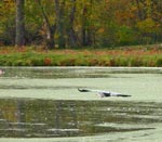heron fly