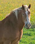 horse