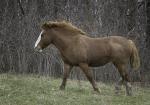 A horse of course