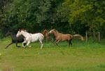 horses
