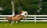 Horses