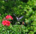 hummingbird