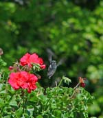 hummingbird1