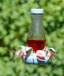 Just a Hummingbird