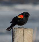 Red-winged Blackbird