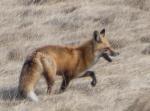 Red Fox near our front yard
